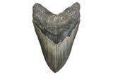 Giant, Serrated, Fossil Megalodon Tooth - North Carolina #384108-1